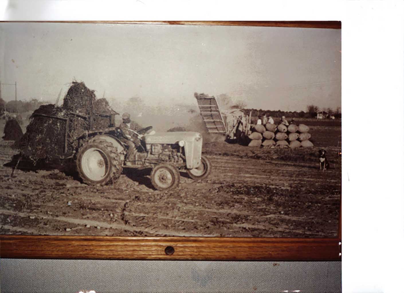 1-tractor-peanut-picking