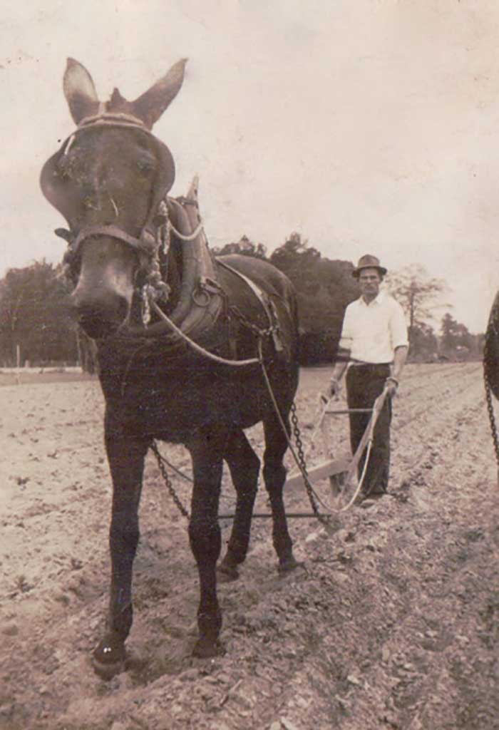 jesse-oliver-plowing-with-mule-in-1943