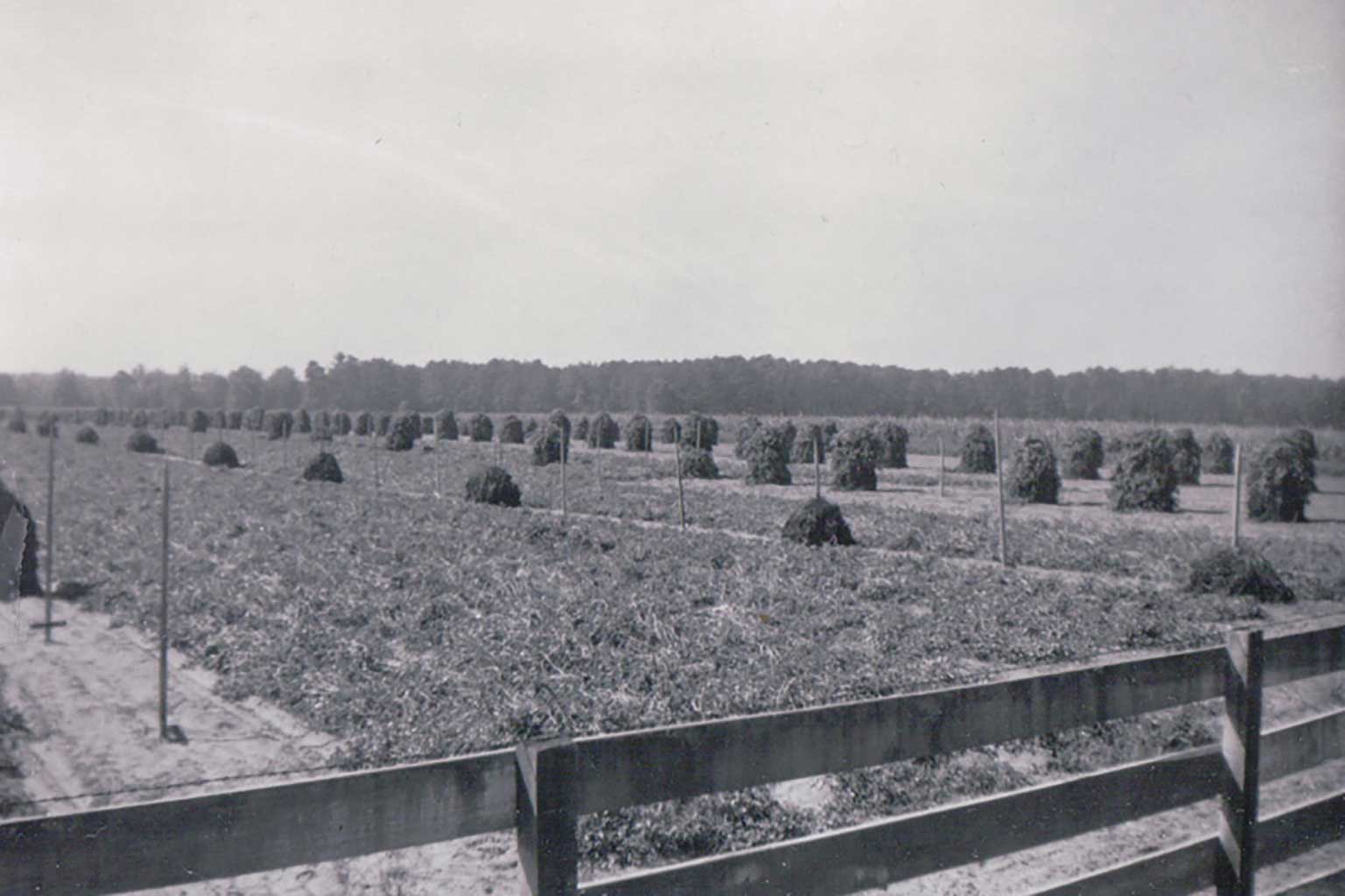 shocked-peanuts-in-field-in-longview-1948