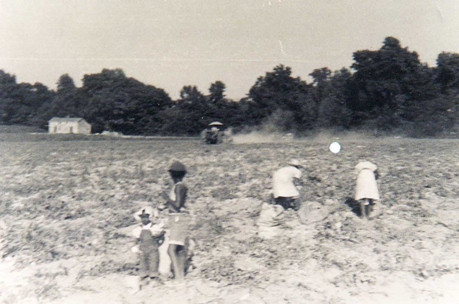Digging-potatoes-cedar-brook-farm-img099