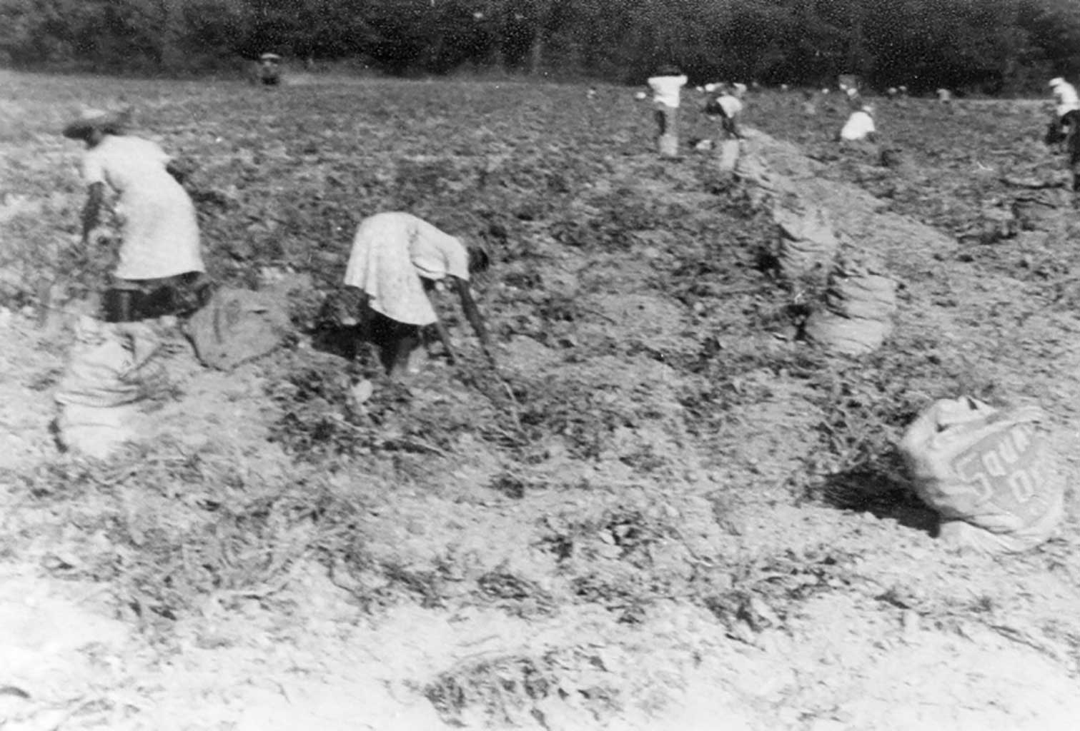 digging-potatoes-cedar-brook-farm-img102